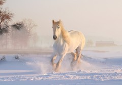 Гурьев день